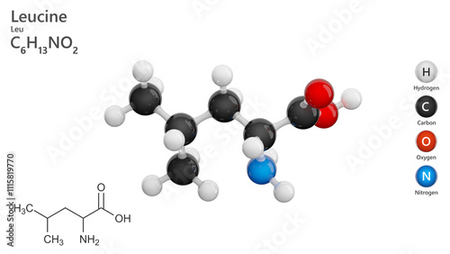 Molecule: Leucine (Leu or L). Essential amino acid. Molecular structure. Formula: C6H13NO2. Chemical model: Ball and stick. White background. 3D illustration. photo