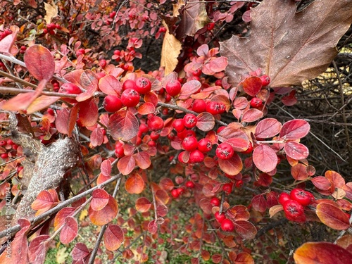 Cotoneaster lacteus, the late cotoneaster or milkflower cotoneaster with colorful leaves and ripe red berries. Close-up of small red berries on branches of late cotoneaster shrub with autumn leaves. 
 photo