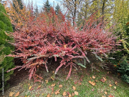 Cotoneaster lacteus, the late cotoneaster or milkflower cotoneaster with colorful leaves and ripe red berries. Close-up of small red berries on branches of late cotoneaster shrub with autumn leaves. 
 photo