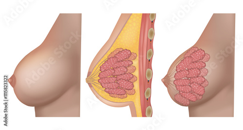 Mammary Gland lobule Medical Illustration. Detailed Diagram Anatomy of the Breast. Female Breast Structure for Medical Education. 