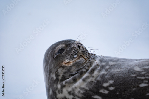 Weddell seal (Leptonychotes weddellii) in Antarctica. South Pole photo