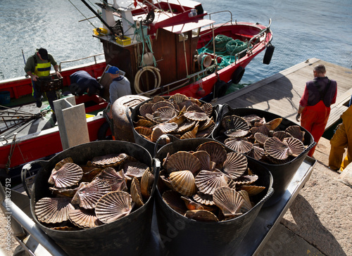 Fishermen unload scallops in the port of Cambados, Galicia, bivalve, seafood photo