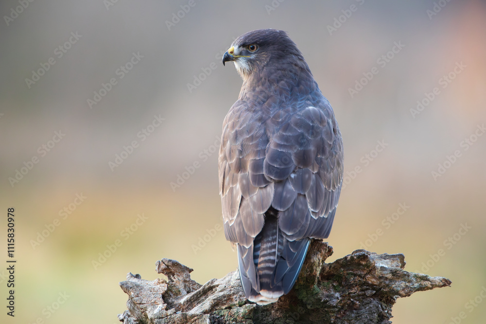 Obraz premium Silhouette of a buzzard in autumn colors