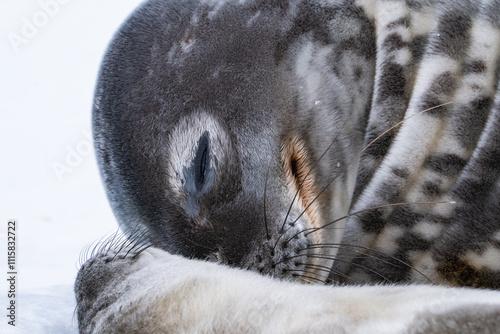 Weddell seal's skin. Close up photo