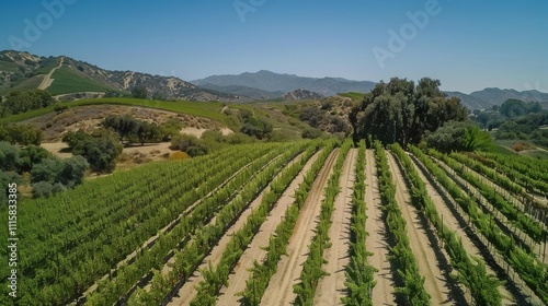 Wallpaper Mural Breathtaking Ultra HD Aerial View of a Lush Vineyard Showcasing Symmetrical Rows Perfect for Agricultural Insights and Landscape Photography Torontodigital.ca