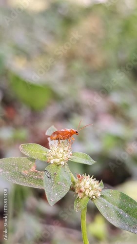 Aulacophora