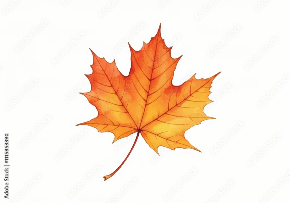 Fototapeta premium Single Autumn Maple Leaf on White Background