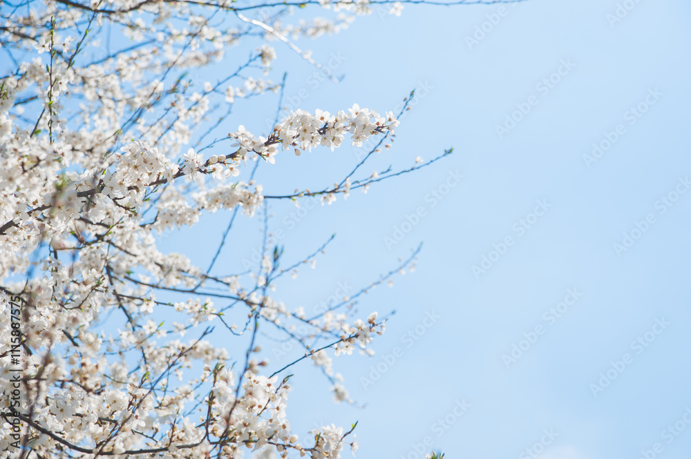 Branch with White Blossoms Against Clear Blue Sky. Branch with White Blossoms Against Clear Blue Sky.