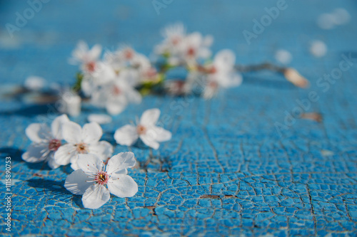 Spring Blossoms on Weathered Blue Wooden Surface.