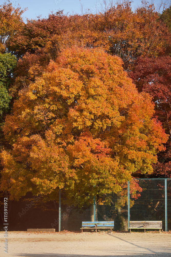 Obraz premium 冬の公園のグランドと鮮やかな紅葉の森の風景