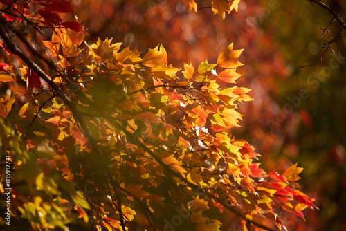 冬の森の鮮やかな紅葉の風景 photo