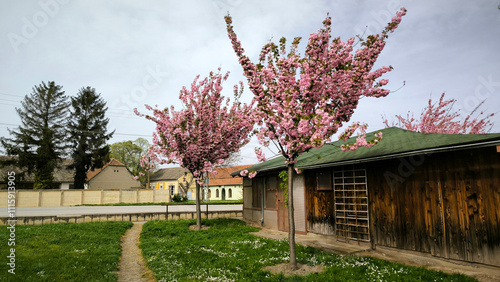 japanese cherry trees in blossom in Backi Petrovac, Vojvodina  photo