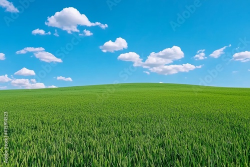 A wide expanse of golden wheat under a clear blue sky with fluffy white clouds.