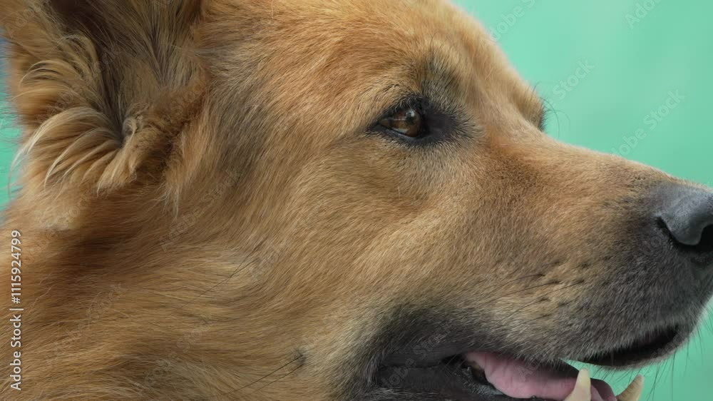 Dog German Shepherd Close-up Portrait Looking Left