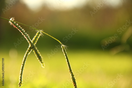 insect, nature, macro, animal, dragonfly, green, bug, grass