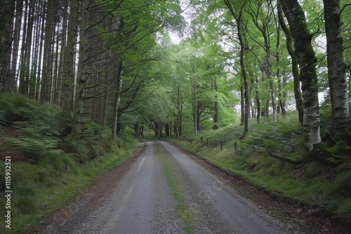 The road leads deep into the woods, away from civilization. photo