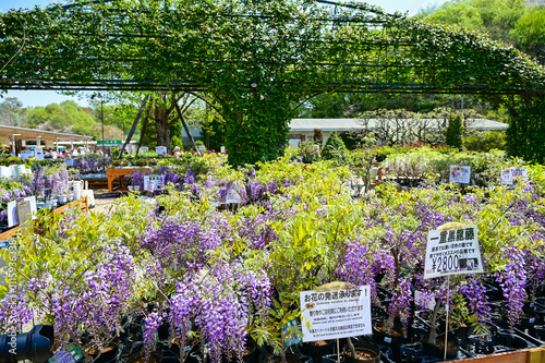 Wisteria floribunda flowers in the garden. photo