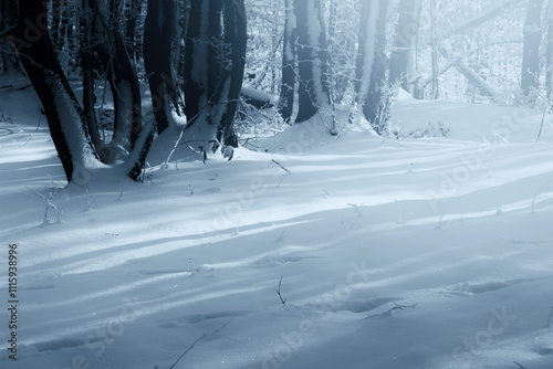 tree shadows on snow in win...
