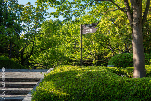 晴れた公園　太陽光に輝く新緑が美しい photo