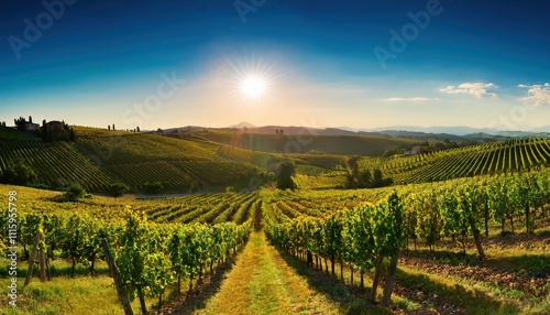 Sunlight dances on emerald vine rows, trellised plants heavy with clusters of deep purple grapes awaiting harvest.