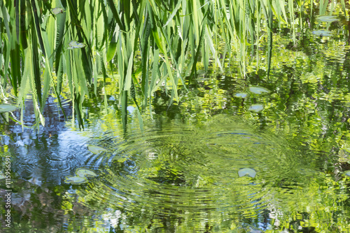 Photos 春の公園　ビオトープの池の風景　滋賀県大津市びわこ文化公園