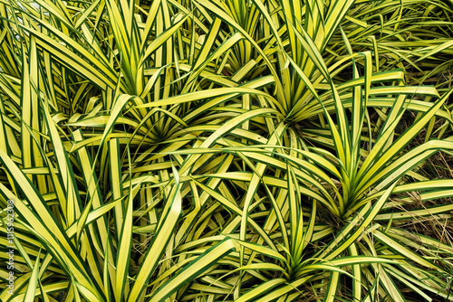 Abstract pattern of striped leaves of Pandanus baptistii (pandan, screw palm, screw pine), Thailand
 photo