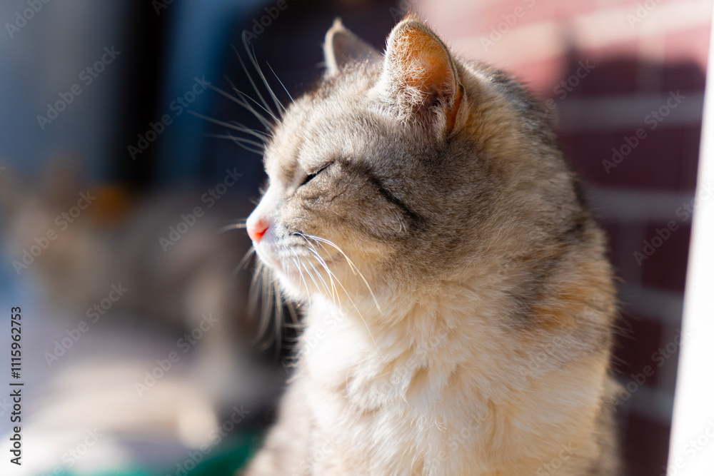 Fototapeta premium portrait of a cat