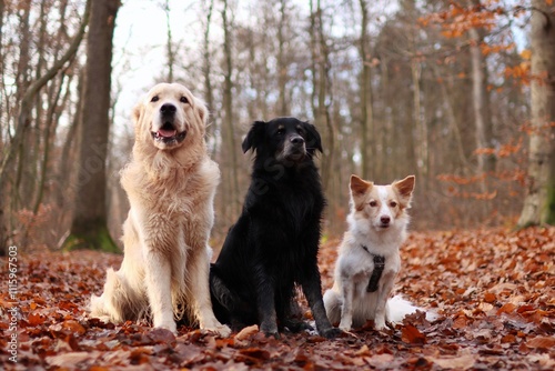 Photography a pack of three dogs sit next to each other according to size and color