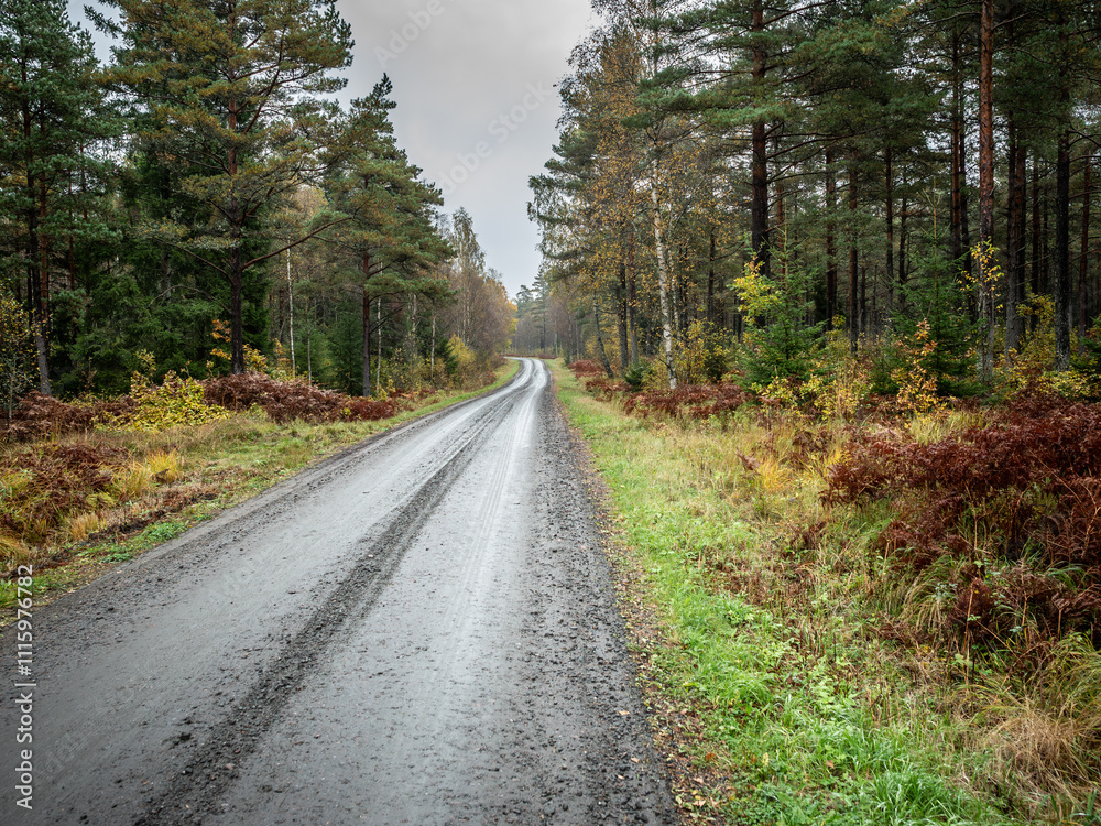 Obraz premium A forest road that disappears into the distance and trees in autumn colors on each side