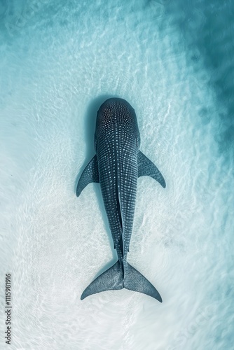 Majestic Whale Shark Swimming Gracefully in Crystal Clear Water, Showcasing Its Unique Patterns and Size Beneath the Sunlit Ocean Surface