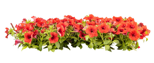 Beautiful red petunias create a vibrant and colorful floral border