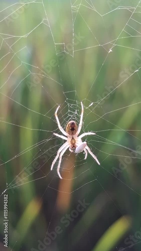 European garden spider eating Breakfast