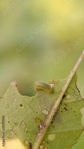 green caterpillar on a leaf