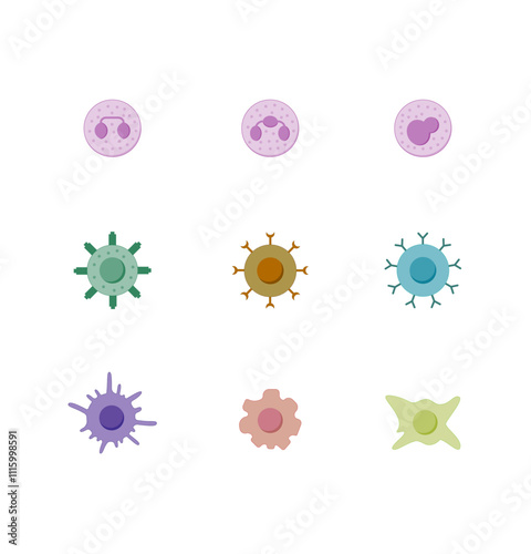 Cells of the innate and adaptive immune system, Hematopoiesis cell type scheme, stem cell, B and T lymphocytes, Basophil, neutrophil, eosinophil, monocyte, dendritic cell, macrophage and plasma cell