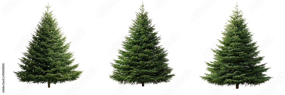 Fototapeta premium Set of festive Christmas tree isolated on a transparent background