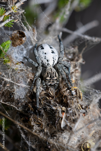 Konstfotografi Stegodyphus lineatus (desert spider), the only species of the spider genus Stegodyphus in Europe