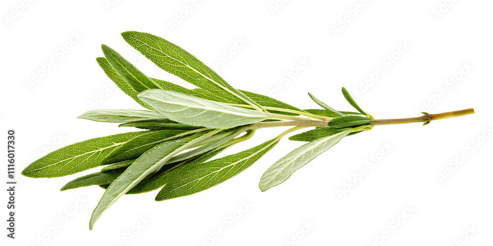 Obraz premium green sage herb leaves twig PNG ,isolated on white background.AI GENERATED