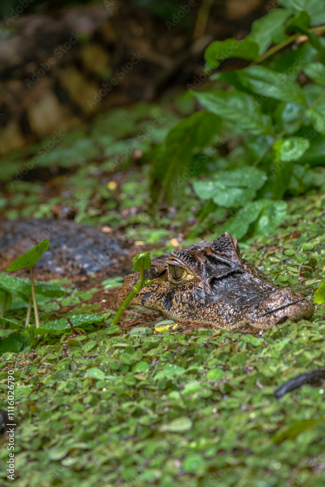 Fototapeta premium alligator in the river