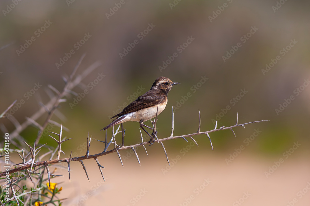 Cyprus wheatear (Oenanthe cypriaca) on branch with green background. This bird is Endemic to Cyprus.