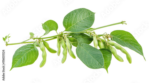 A branch of green soybeans with leaves, showcasing the plant's natural growth and agricultural significance.