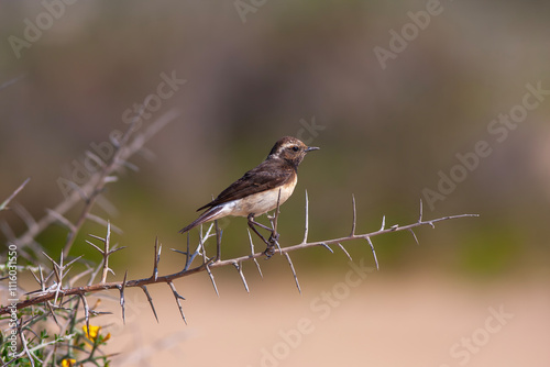 Obraz na płótnie Cyprus wheatear (Oenanthe cypriaca) on branch with green background. This bird is Endemic to Cyprus. w salonie