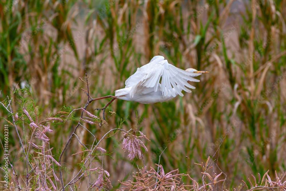 Cattle Egret ( Bubulcus ibis) in its natural environment