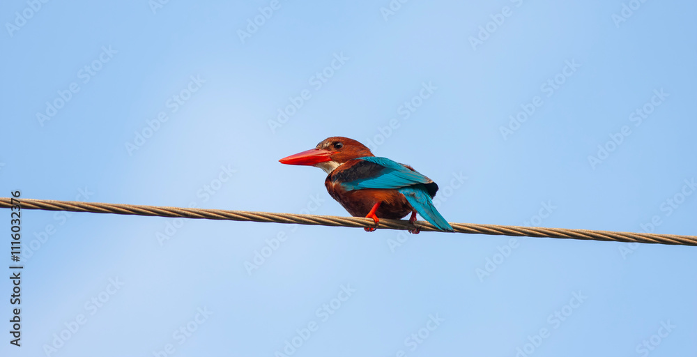 Halcyon smyrnensis ; Turkish name is Izmir Kingfisher