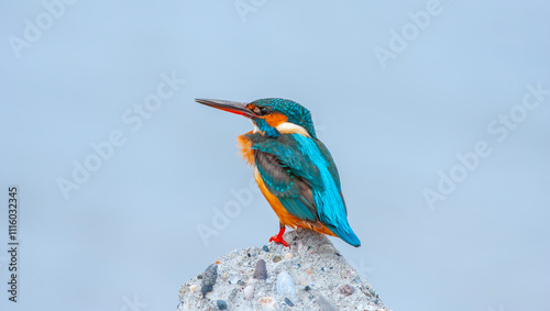 cute multi-colored bird watches over its prey in the stream to feed, Common Kingfisher, Alcedo Atthis