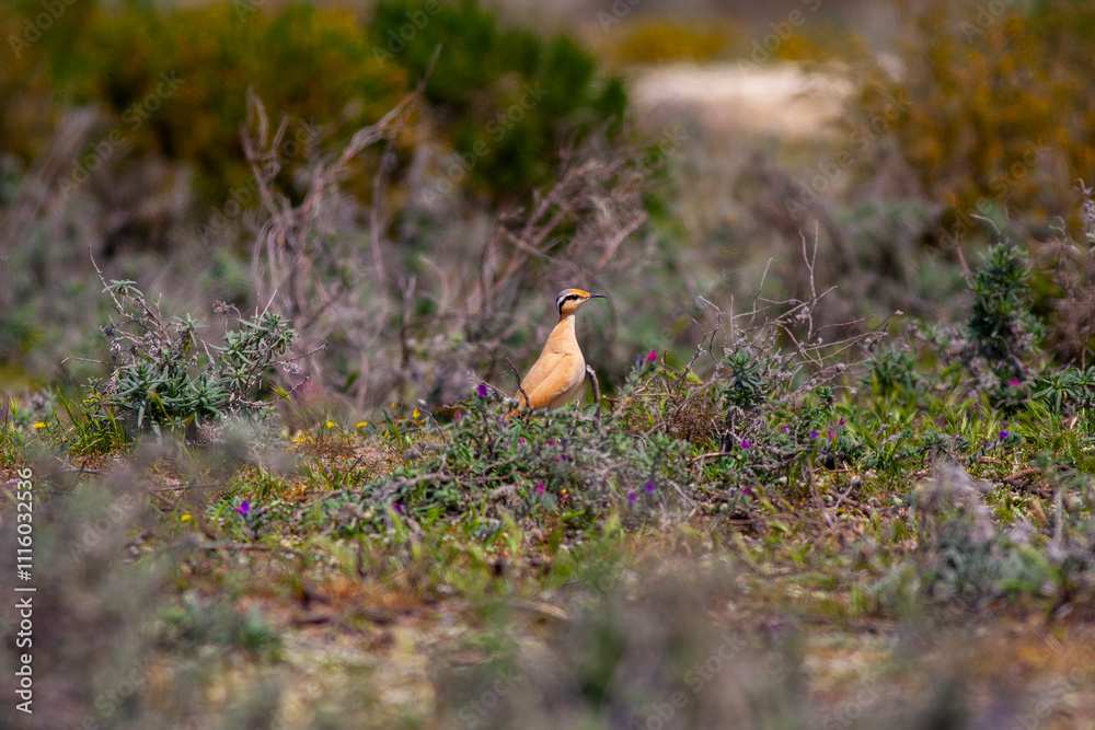 Cream-colored Courser (Cursorius cursor) in the sand desert on the seashore