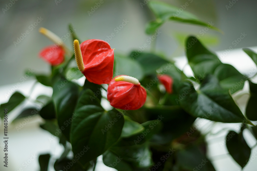 Fototapeta premium Vibrant red flowers blooming on a lush green plant in a bright indoor setting during the morning hours