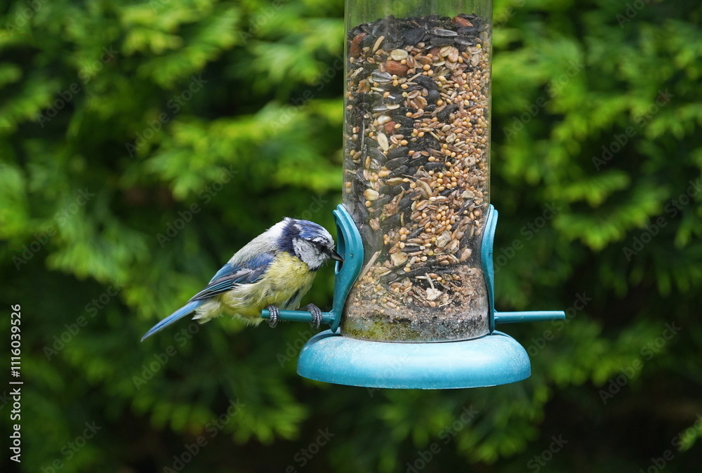 Naklejka premium blue tit at the feeder