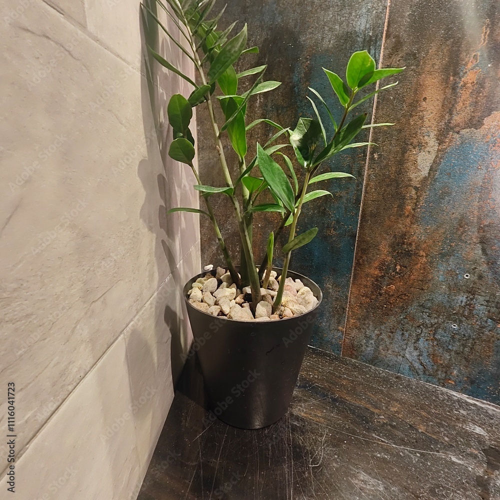 plant on the wall