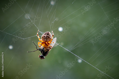 Mouche prise par une araignée dans sa toile photo