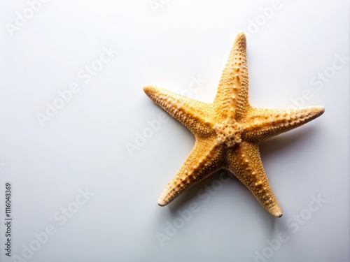 Beautiful Starfish on a White Background, Perfect for Marine Life Themes, Beach Decor, Educational Materials, and Nature Photography, Highlighting the Unique Texture and Color of Starfish photo